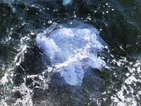 Πάτρα: Τι θα γίνει με τις μέδουσες το κα...