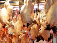 Πάτρα: Θα «πετάξει» φέτος η γαλοπούλα, α...