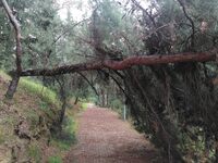 Πάτρα: Στην τύχη του το... Δασύλλιο - Δέ...