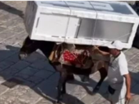 Ύδρα: Γαϊδουράκια αναγκάζονται να κουβαλ...