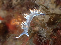 Υπέροχα και απόκοσμα θαλάσσια πλάσματα σ...