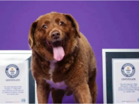 Ποιος είναι ο γηραιότερος σκύλος στον κό...