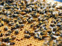 Μελισσοκομία: Κινδυνεύει η βιωσιμότητα τ...