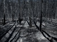 Το βαρύ περιβαλλοντικό αποτύπωμα των πυρ...