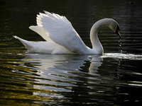 Καστοριά: Ο αρσενικός κύκνος περιμένει τ...