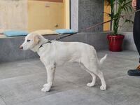 Πάτρα: «Διψούσε για νερό και παιχνίδι»- ...