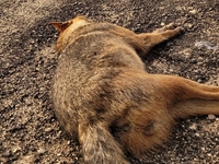 Βρέθηκαν δηλητηριασμένα τσακάλια στη Στρ...