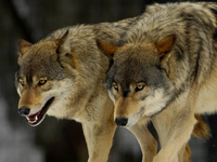 Ανησυχία στον Διόνυσο: Άγρια επίθεση σε ...