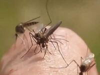 Ιός Δυτικού Νείλου: Επιπλοκές σε 5 από τ...