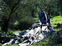 «Ακριβό μου λάδι»- Αυξημένες οι τιμές στ...