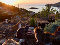 Αυτό το ελληνικό νησί ψάχνει εθελοντές γ...