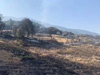 Tι αφήνει πίσω της η φωτιά στη Δροσιά- Ν...