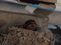 Κρυονέρι: Χελιδόνι έφτιαξε φωλιά σε καΐκ...