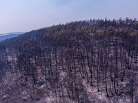 Φωτιές: Η αρνητική φετινή πρωτιά του Έβρου