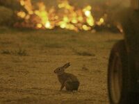 Φωτιές: Ο «μαρμαρωμένος» λαγός μπροστά σ...