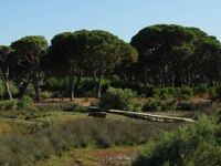 Απίστευτο σκηνικό στη Στροφυλιά- Έκοβαν ...