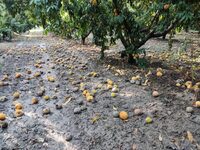 Χαριστική η «βολή» για τα ροδάκινα στην ...