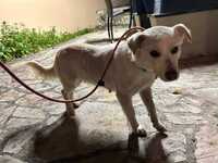 Πάτρα: Αναζητείται ο ιδιοκτήτης σκυλίτσα...