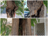 Δήμος Πατρέων: "Τα δέντρα στην οδό ...