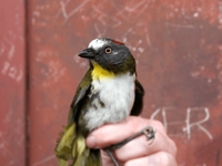 Πουλιά με δηλητηριώδη φτερά ανακαλύφθηκα...