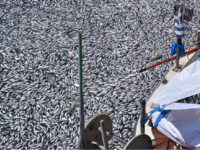Βόλος: Περιβαλλοντική καταστροφή, λέει κ...