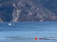 Φωκίδα: Δελφίνια παίζουν και κάνουν φιγο...