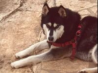 Νέα στοιχεία για τον Όλιβερ: Μάρτυρας «κ...