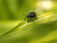 Πώς οι κατσαρίδες «κατέκτησαν» τον κόσμο