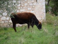 Καταγγελία στο thebest.gr: Ασυνόδευτα Βο...