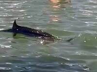 Χαλκίδα: Ξιφίας βγήκε στα ρηχά και λουόμ...