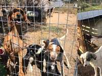 Ναύπακτος -Κραυγή απόγνωσης για τα αδέσπ...