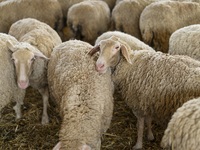 Αχαΐα- Συναγερμός στις αρχές: 85 νεκρά α...