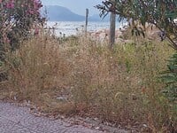 Πάτρα: Οργιάζει η αυτοφυής βλάστηση- Τι ...