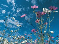 Καιρός: Βγάλτε κοντομάνικα - Δείτε πού θ...