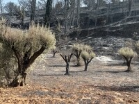 Σε κατάσταση έκτακτης ανάγκης κηρύχθηκαν...
