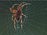 Πύργος: Ο 48χρονος πέθανε από δάγκωμα κα...