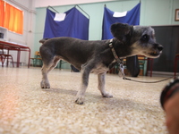 Εκλογές 2023: Εικόνες μέσα από τα εκλογι...