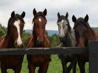 Περιφέρεια Δυτ. Ελλάδας: «Τα ιπποειδή ερ...