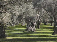 Δήλωση ελαιόδεντρων στο Ελαιοκομικό Μητρ...