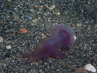 Μωβ μέδουσες: Σε ποιες παραλίες είναι αυ...