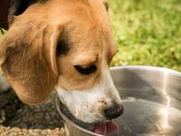 Καύσωνας Κλέων: «Μην ξεχνάμε τα αδέσποτα...