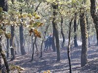 Υπό μερικό έλεγχο η φωτιά στον Αγ. Γεώργ...