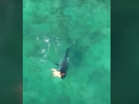 Χελώνα παλεύει με καρχαρία μεσοπέλαγα κα...