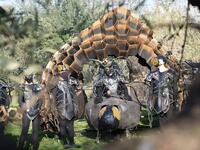 Το πλήρωμα ’94 «καίει» τη στολή του και ...