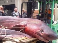 Ψαράδες έπιασαν τεράστιο καρχαρία στην Καβάλα