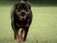 Εύβοια: Ροτβάιλερ επιτέθηκε σε αγοράκι κ...