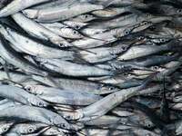 Μάθε πώς βγήκε η φράση «Φάτε μάτια ψάρια...