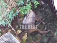 Καστρίτσι: Τρομαγμένοι οι κάτοικοι -Νεκρ...