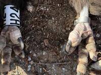 Φρίκη στη Δαδιά: Δηλητηρίασαν δώδεκα μαυ...