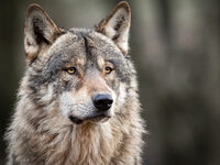 Λύκος κόβει βόλτες στο λιμάνι του Αγίου ...